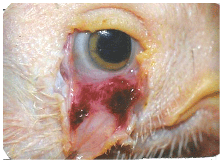 Newcastle Disease Viruses - Image 9