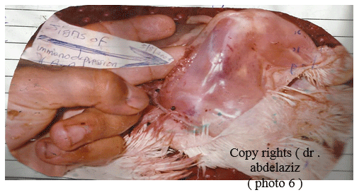 Newcastle Disease Viruses - Image 7