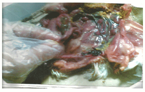 Newcastle Disease Viruses - Image 12