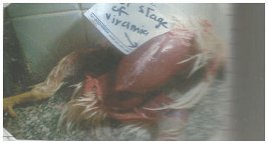 Newcastle Disease Viruses - Image 8