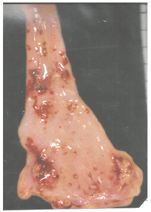 Newcastle Disease Viruses - Image 15