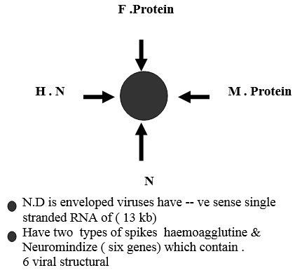 Newcastle Disease Viruses - Image 1