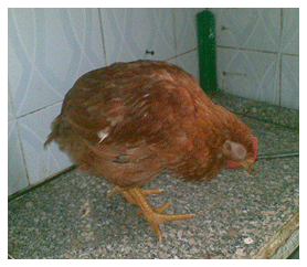 Newcastle Disease Viruses - Image 2