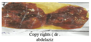 Newcastle Disease Viruses - Image 10
