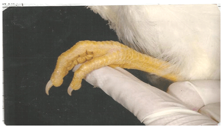 Newcastle Disease Viruses - Image 5