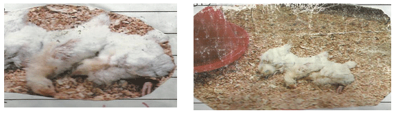 Newcastle Disease Viruses - Image 6