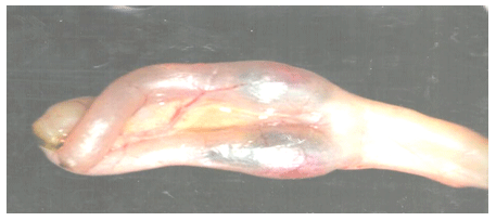 Newcastle Disease Viruses - Image 13