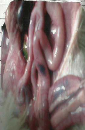 Newcastle Disease Viruses - Image 11