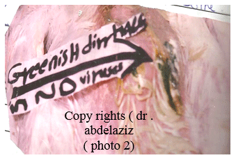 Newcastle Disease Viruses - Image 3