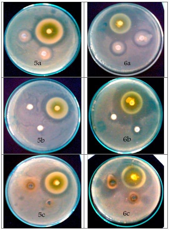 An In Vitro Study on the Effect of some Pre and Probiotics on some pathogenic Bacteria - Image 8