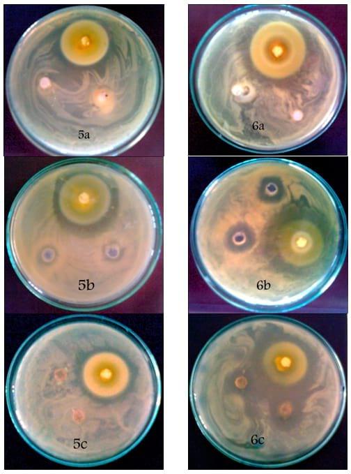 An In Vitro Study on the Effect of some Pre and Probiotics on some pathogenic Bacteria - Image 12