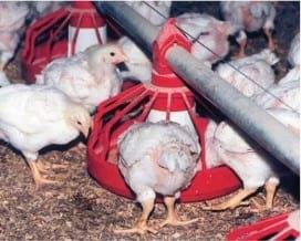 Safe feeds save the bottom line in unsafe times - Image 1