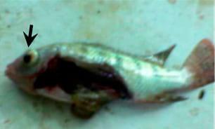 Medicinal herbs against aflatoxicosis by Nile tilapia (Oreochromis niloticus): Clinical, postmortem signs and liver histological patterns - Image 5