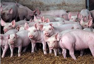 Porcine Respiratory Disease Complex (PRDC): What is it and how do we prevent it? - Image 1