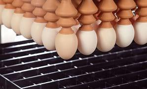 Do we understand 'hatch of fertile' correctly? - Image 1