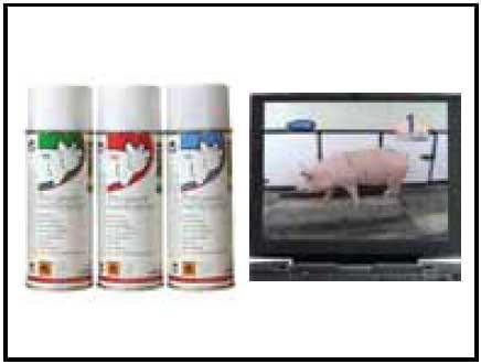 Focus on lameness and claw health - Image 3