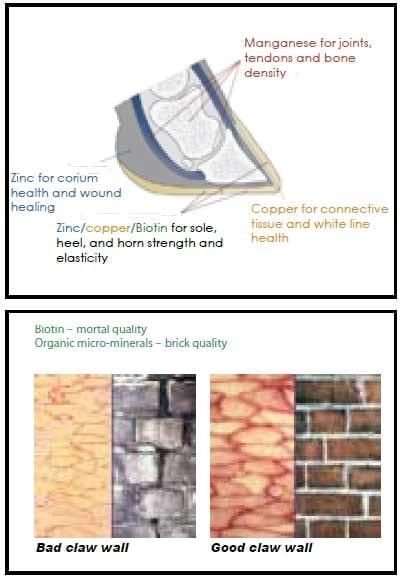 Focus on lameness and claw health - Image 6