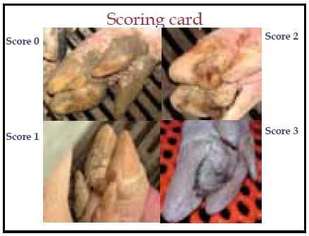 Focus on lameness and claw health - Image 2