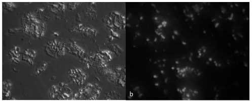 Phagocyte-mediated innate immune reactions against the apicomplexan parasite Eimeria bovis - Image 2