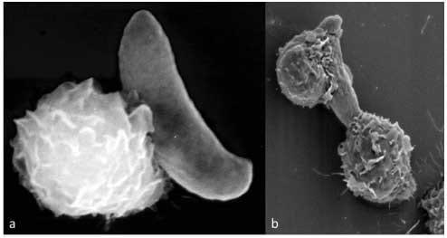 Phagocyte-mediated innate immune reactions against the apicomplexan parasite Eimeria bovis - Image 1