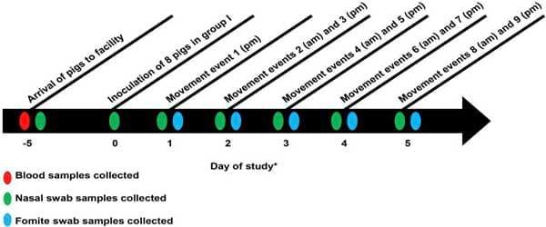 Indirect Transmission of Influenza A Virus between Pig Populations under Two Different Biosecurity Settings - Image 4
