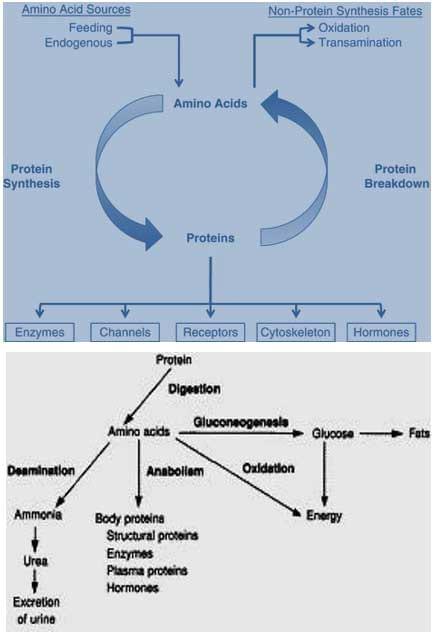 Amino Acids in Swine Nutrition - Image 5