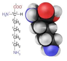 Amino Acids in Swine Nutrition - Image 1