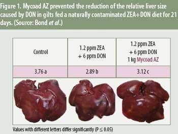 Evaluating anti-mycotoxin additives in feed - Image 2