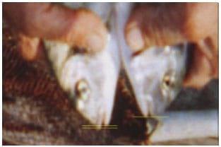 A Review on Population Characteristics of Gilthead Seabream (Sparus aurata) - Image 2