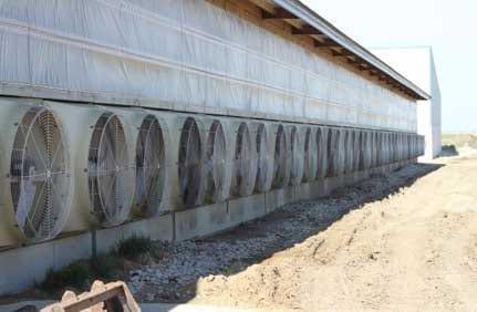 Cross-Ventilated Barns for Dairy Cows: New Building Design with Cow Comfort in Mind - Image 8