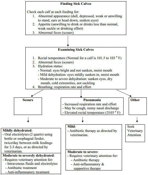 Calf Health Management - Image 2