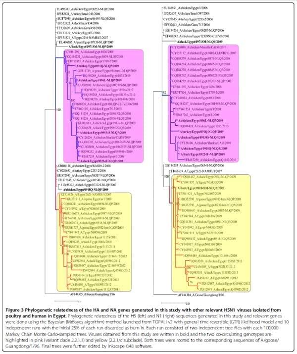 Surveillance on A/H5N1 Virus in Domestic Poultry and Wild Birds in Egypt - Image 7