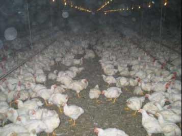 Minimizing Wet Litter Problems During Hot Weather - Image 5
