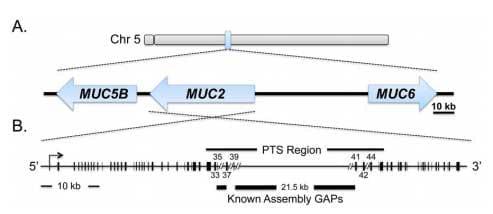 Cloning, Annotation and Developmental Expression of the Chicken Intestinal MUC2 Gene - Image 7