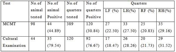 Prevalence and Antibiogram Pattern of Sub-Clinical Mastitis in Crossbred Cow - Image 1