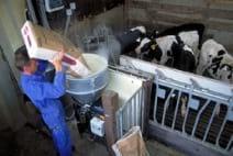 Fast-growing calves thanks to a healthy appetite - Image 1