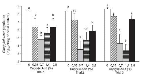 Therapeutic Supplementation of Caprylic Acid in Feed Reduces Campylobacter jejuni Colonization in Broiler Chicks - Image 1