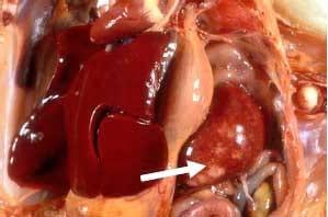 Marek's Disease (MD, Range Paralysis, Gray Eye) - Image 4