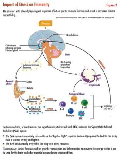 Reduction of confinement stress or adaptation syndrome - Image 2