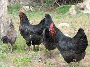 Jersey Giant Chickens  Oklahoma State University