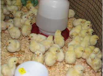 Basics for Raising Backyard Chickens - Image 4