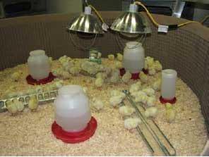 Basics for Raising Backyard Chickens - Image 2