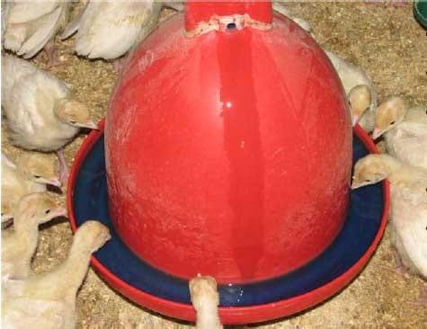 Procedure and Checklist for Water Vaccination of Meat Turkey Flocks - Image 1