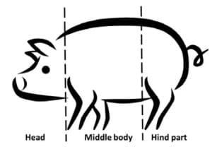 Inclusion of grass/clover silage in the diet of growing/ finishing pigs – Influence on pig time budgets and social behaviour - Image 5