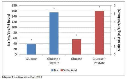Phytate as an anti-nutrient for poultry and swine - Image 4