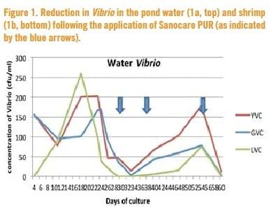 A successful production of black tiger shrimp in the Philippines - Image 3