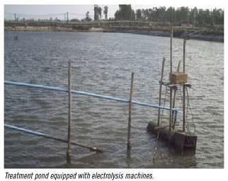 A successful production of black tiger shrimp in the Philippines - Image 2