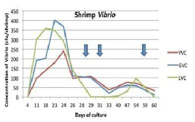 A successful production of black tiger shrimp in the Philippines - Image 4