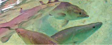 Case Studies on Aquaculture Health in Australia - Image 5