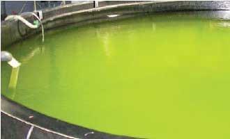 Case Studies on Aquaculture Health in Australia - Image 1